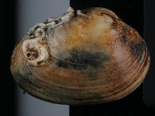 Venerupis corrugata (Gmelin, 1791) - 014451483_02