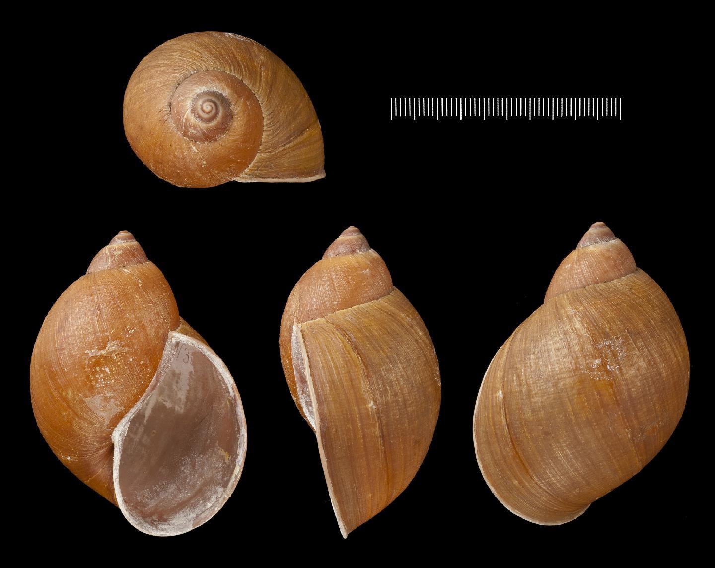 To NHMUK collection (Bulimus castaneus Pfeiffer, 1845; LECTOTYPE; NHMUK:ecatalogue:3506619)