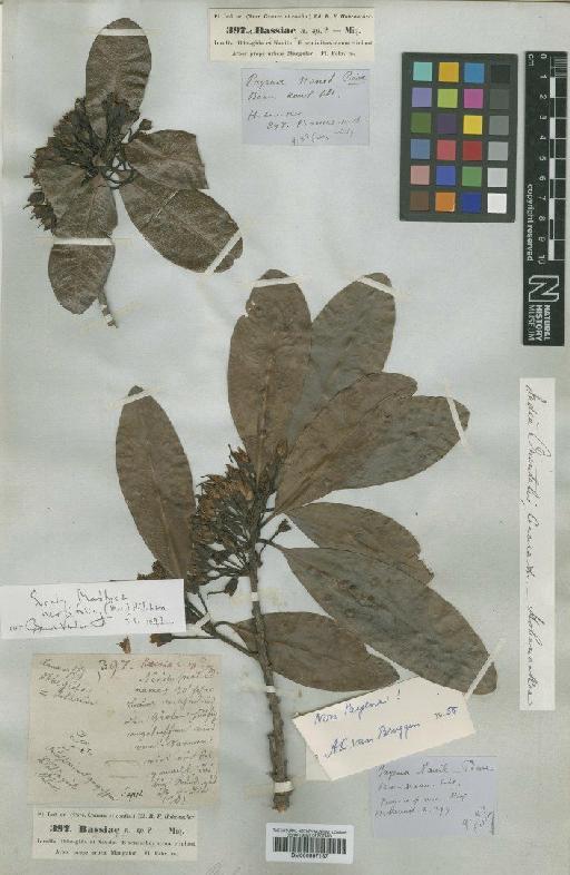 Madhuca neriifolia H.J.Lam - BM000997187
