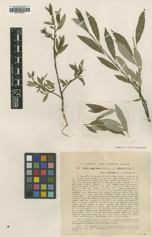 Salix nigricans Sm. - BM001066904