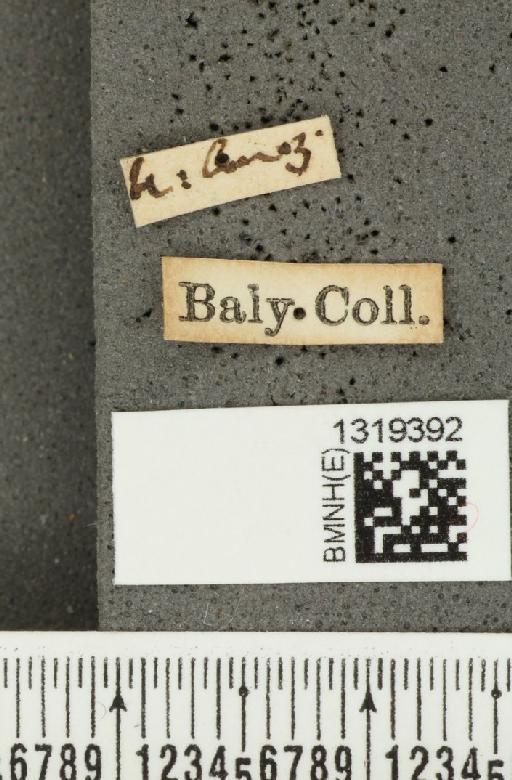 Diabrotica consentanea Baly, 1886 - BMNHE_1319392_label_17746