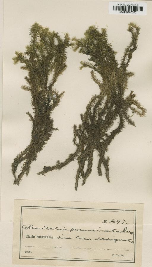 Breutelia perruncinata Dusén - BM000960377