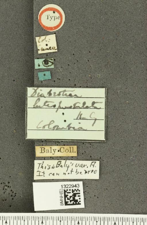 Diabrotica luteopustulata Baly, 1890 - BMNHE_1322943_label_19472
