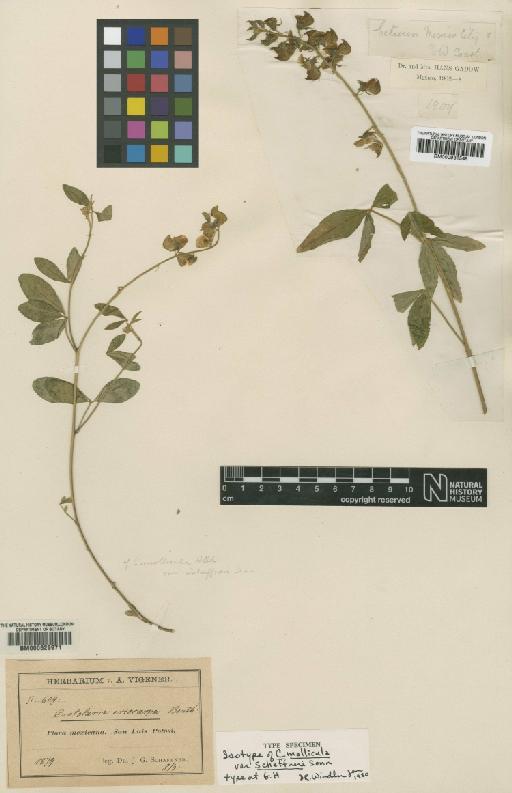 Crotalaria mollicula Kunth - BM000629971