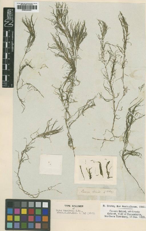Najas tenuifolia R.Br. - BM000990201