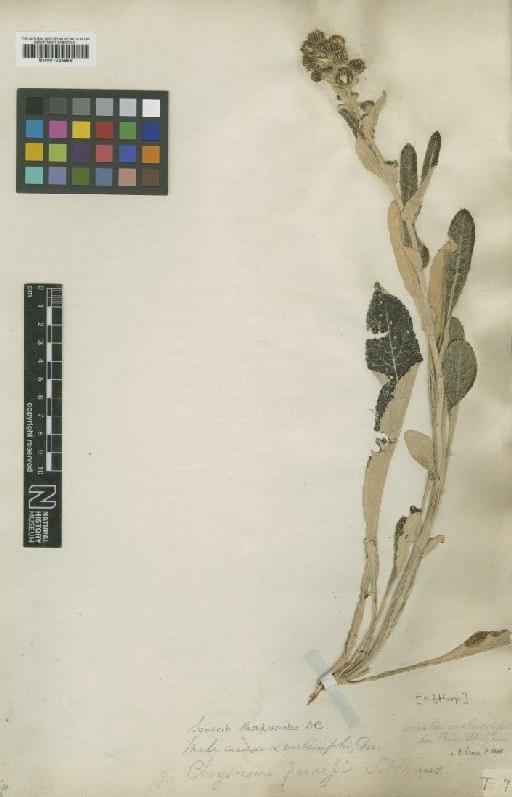 Senecio thapsoides subsp. thapsoides DC. - BM001025956