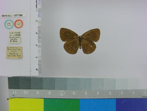 Euptychia vesper Butler, 1867 - BMNH(E)_1267098_Praefaunala_(Euptychia)_vesper_Butler_T_male_ (1)
