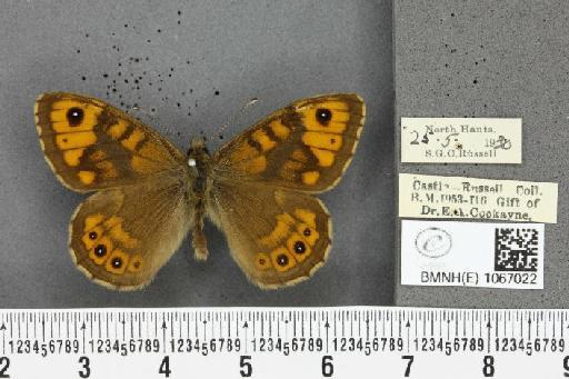 Lasiommata megera (Linnaeus, 1767) - BMNHE_1067022_30018