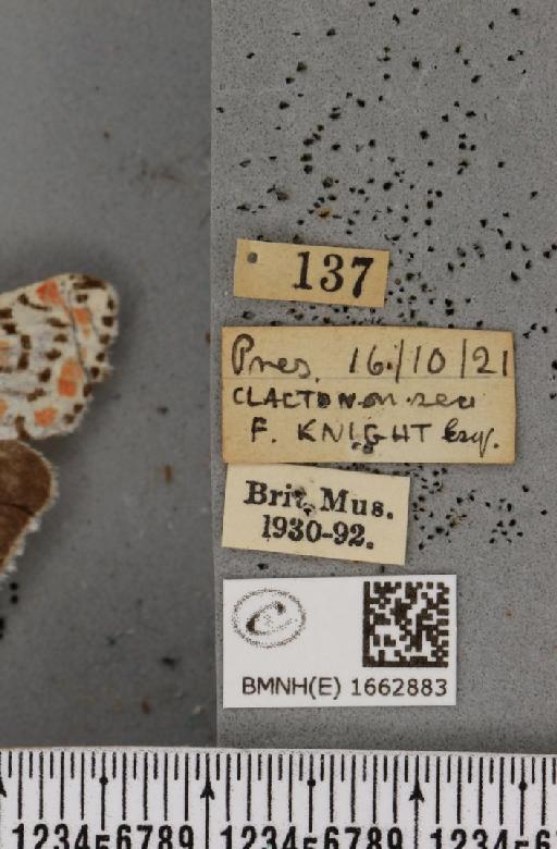 Utetheisa pulchella (Linnaeus, 1758) - BMNHE_1662883_label_283378