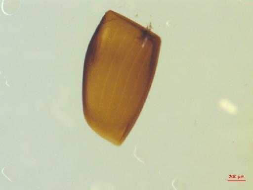 Histeridae Gyllenhal, 1808 - 010130294___1