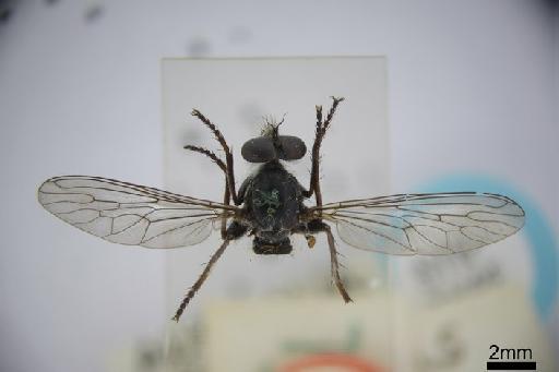 Neoitamus lividus White, 1918 - Neoitamus lividis dorsal