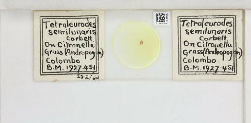 Crescentaleyrodes semilunaris Corbett, 1926 - 013500269_117713_1091979_157852_Type
