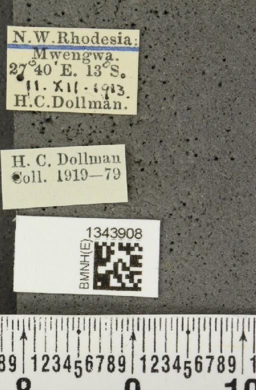Lilioceris (Lilioceris) cafra (Lacordaire, 1845) - BMNHE_1343908_label_14611