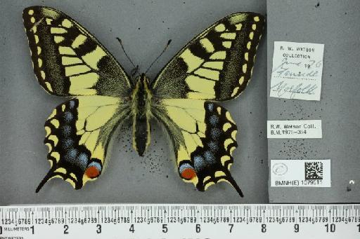 Papilio machaon britannicus Seitz, 1907 - BMNHE_1079511_64899