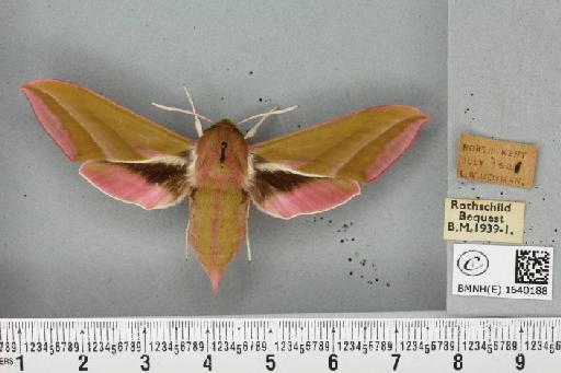 Deilephila elpenor (Linnaeus, 1758) - BMNHE_1640188_206307