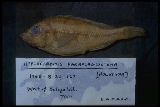 Haplochromis paraplagiostoma Greenwood & Gee, 1969 - Haplochromis paraplagiostoma; 1968.8.30.127