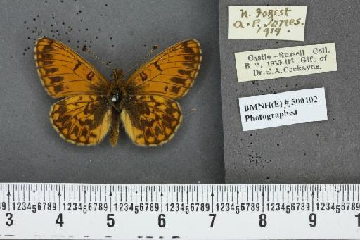 Boloria selene selene ab. vanescens Cabeau, 1930 - BMNHE_500102_29989