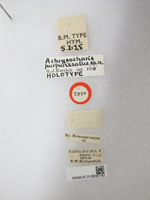 Achrysocharis purpurissatus Kerrich, 1970 - 010838742_Achrysocharis_purpurissatus_HT-5-2125_labels