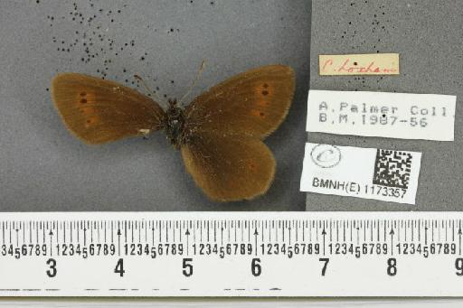 Erebia epiphron (Knoch, 1783) - BMNHE_1173357_29549