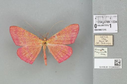 Eumelea rosalia rosalia (Stoll in Cramer, 1781) - 012499663_93850_1386983