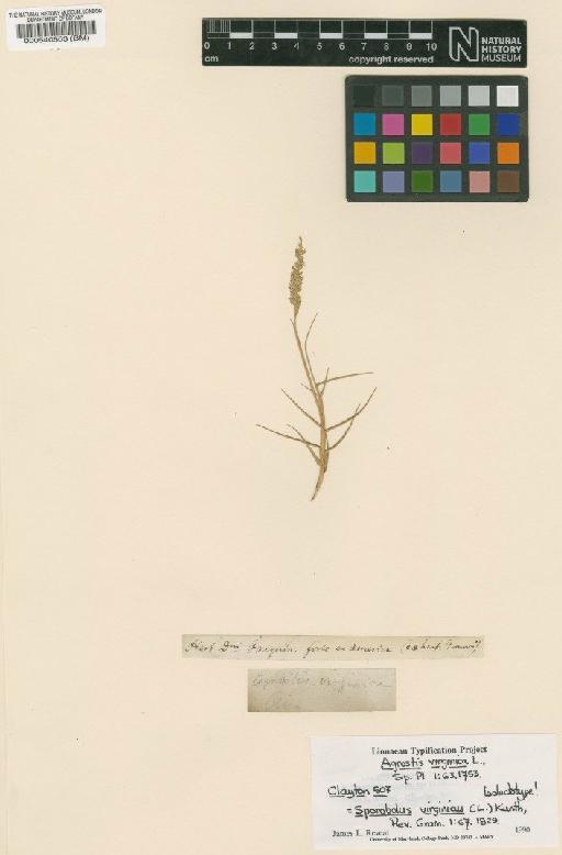 Sporobolus virginicus (L.) Kunth - BM000540503