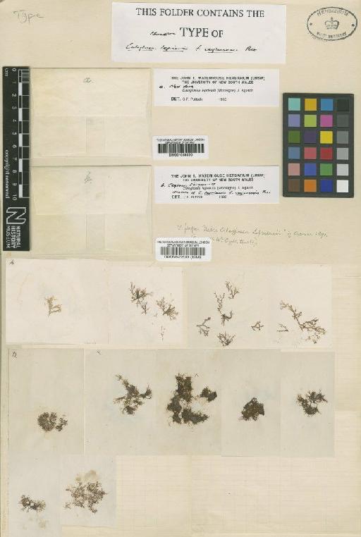 Caloglossa leprieurii (Mont.) G.Martens - BM000562230
