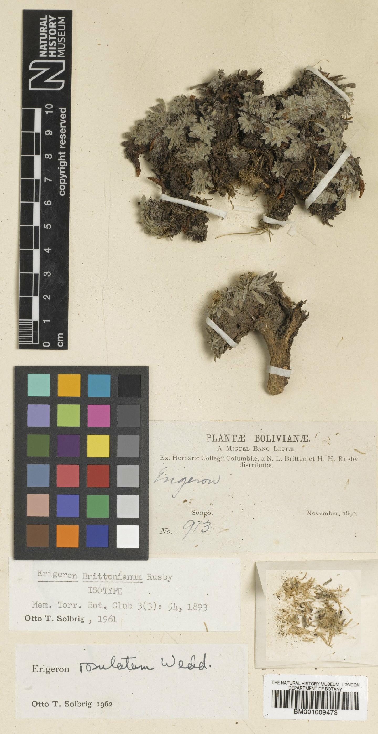 To NHMUK collection (Erigeron rosulatus Wedd.; Isotype; NHMUK:ecatalogue:610982)