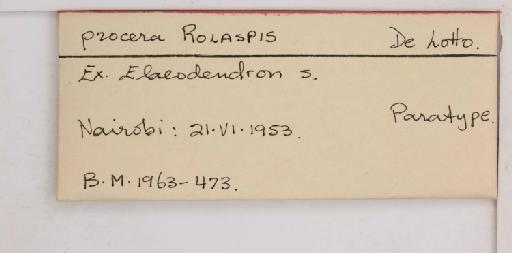 Rolaspis procera De Lotto, 1956 - 010714458_additional