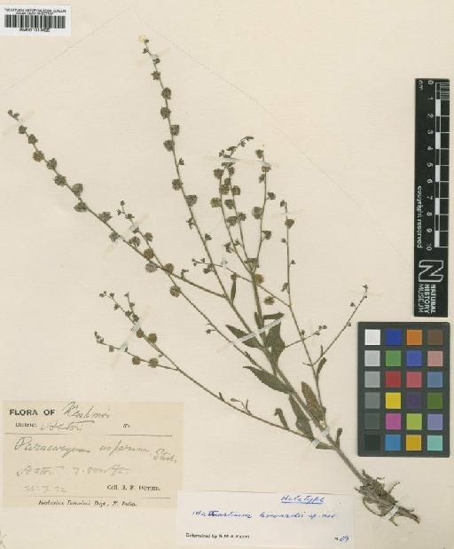 Mattiastrum howardii Kazmi - BM001014420