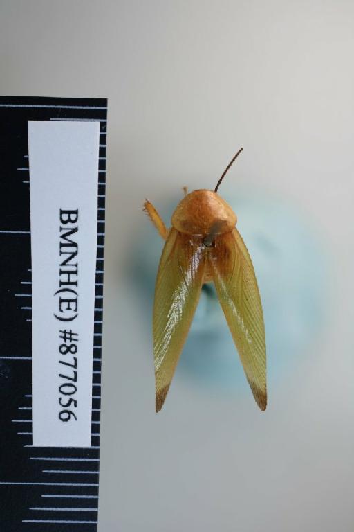 Ischnoptera sinensis Walker, 1869 - Ischnoptera sinensis Walker, F, 1869, unsexed, holotype, dorsal. Photographer: Aging Wang. BMNH(E)#877056