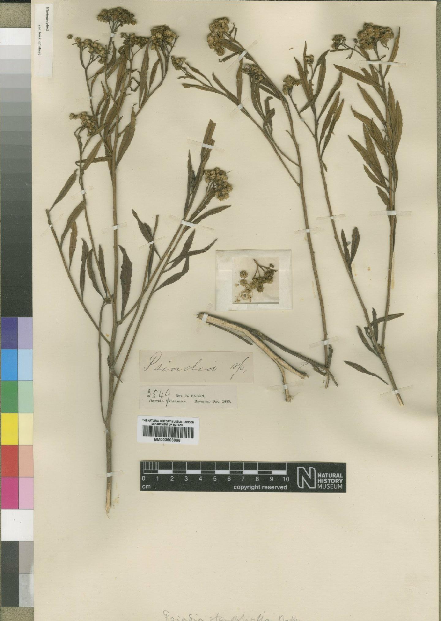 To NHMUK collection (Psiadia stenophylla Baker; Isotype; NHMUK:ecatalogue:4529015)