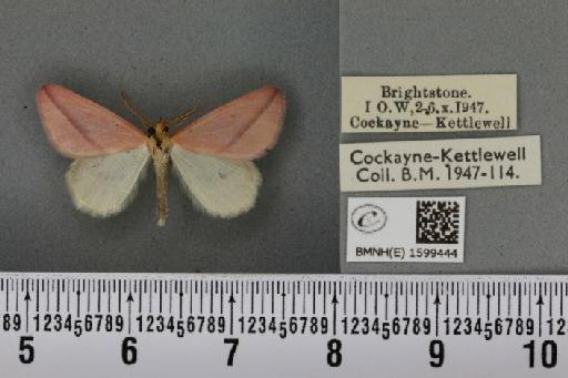 Rhodometra sacraria ab. sanguinaria Esper, 1799 - BMNHE_1599444_300572