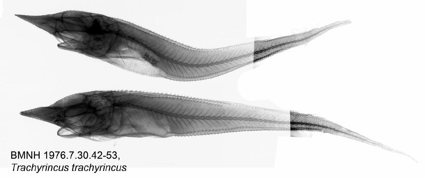 To NHMUK collection (Trachyrincus trachyrincus (Risso, 1810); NHMUK:ecatalogue:2543168)