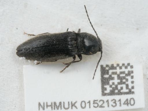 Hemicrepidius (Hemicrepidius) hirtus (Herbst, 1784) - 015213140_1