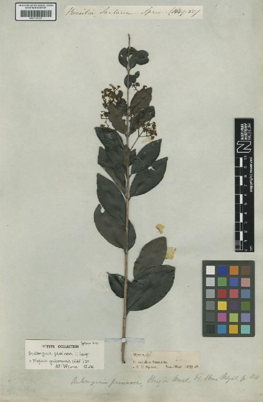 Myrcia guianensis (Aubl.) DC. - BM001191667