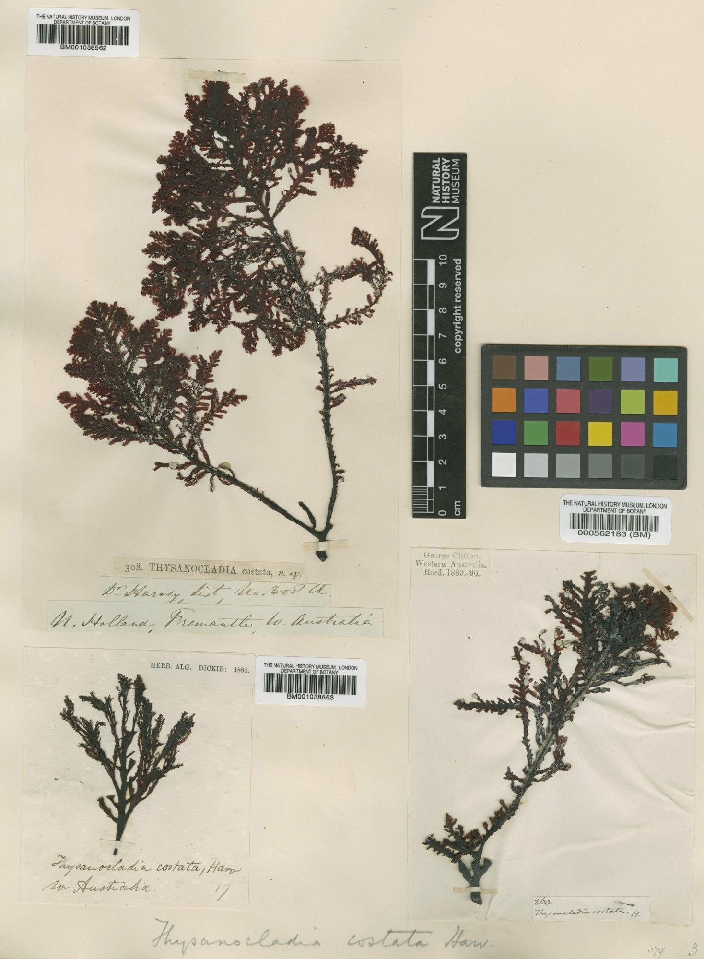 To NHMUK collection (Callophycus costatus (Harv.) P.C.Silva; TYPE; NHMUK:ecatalogue:4784883)