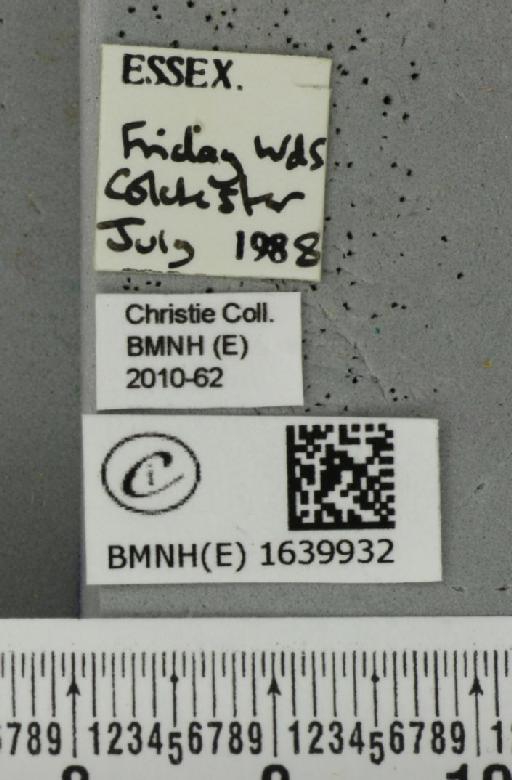 Thyatira batis (Linnaeus, 1758) - BMNHE_1639932_label_235356