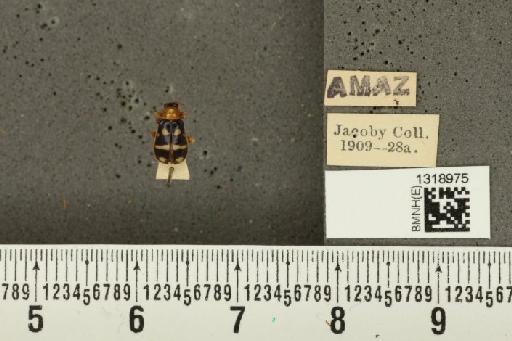 Diabrotica alboplagiata Jacoby, 1882 - BMNHE_1318975_17632