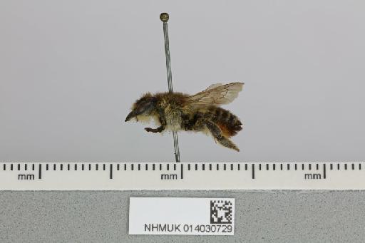 Megachile (Xanthosarus) maritima (Kirby, 1802) - 014030729__-