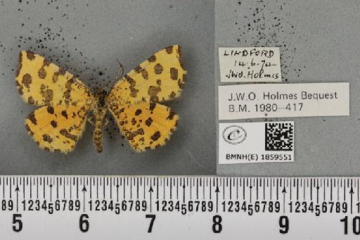 Pseudopanthera macularia (Linnaeus, 1758) - BMNHE_1859551_429844