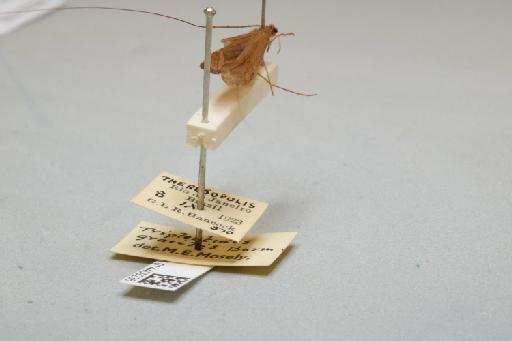 Triplectides gracilis (Burmeister, 1839) - 014409236_additional_1
