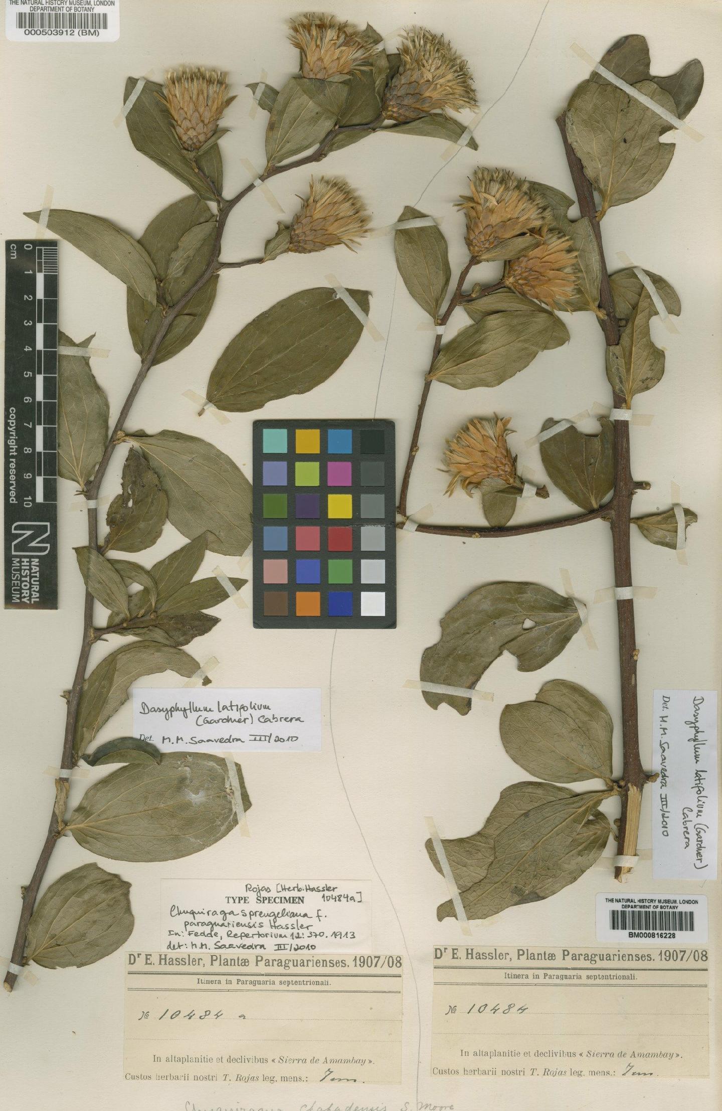 To NHMUK collection (Chuquiraga chapadensis Moore; Type; NHMUK:ecatalogue:4566865)