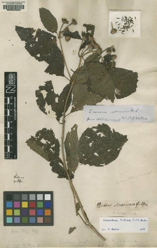 Bidens fruticosa L. - BM000646989