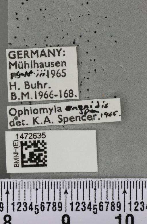 Ophiomyia ononidis Spencer, 1966 - BMNHE_1472635_label_60383