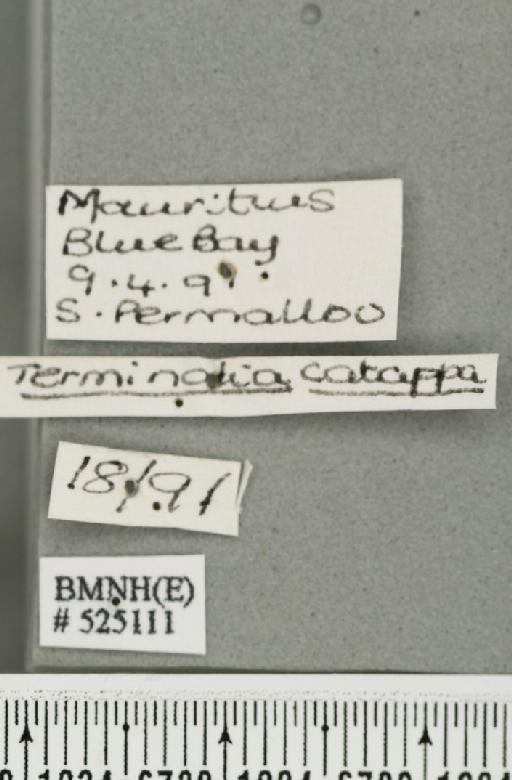 Bactrocera (Bactrocera) zonata (Saunders, 1842) - BMNHE_525111_label_30389