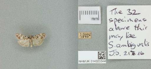 Eudonia lacustrata (Panzer, 1804) - 014023544_151438_1083341