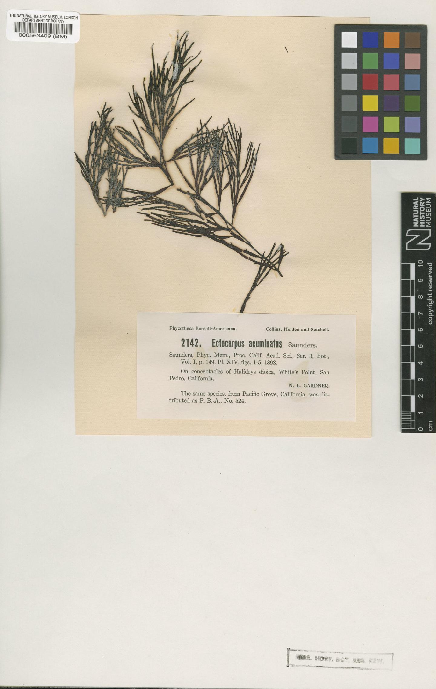 To NHMUK collection (Feldmannia acuminata (Saunders) Hollenb. & I.A.Abbott; Syntype; NHMUK:ecatalogue:4723148)