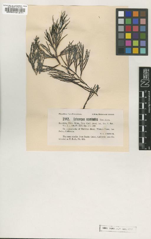 Feldmannia acuminata (Saunders) Hollenb. & I.A.Abbott - BM000563409