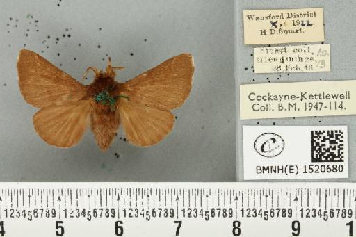 Malacosoma neustria ab. rufa-unicolor Tutt, 1900 - BMNHE_1520680_190560