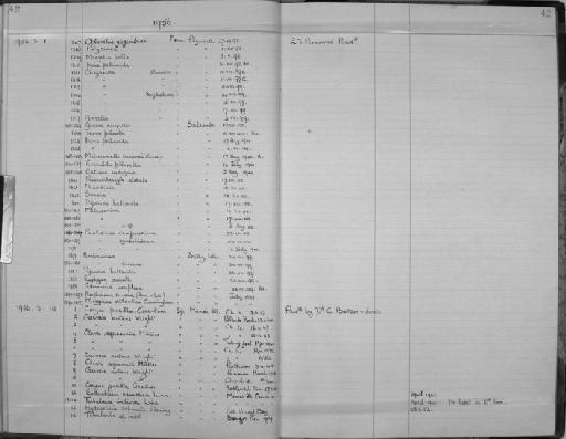 Irene pellucida (Will, 1844) - Zoology Accessions Register: Coelenterata: 1951 - 1958: page 42